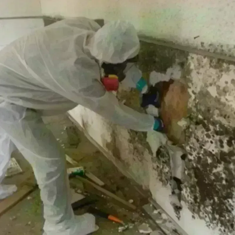 Mold Remediation and Removal in Rapids, NY